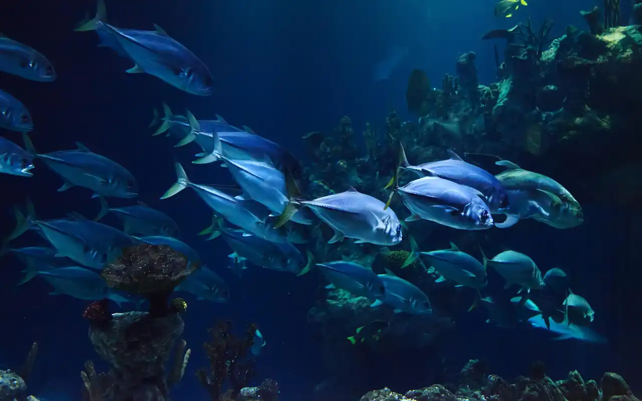 Dubai Mall Aquarium & Underwater Zoo Tickets